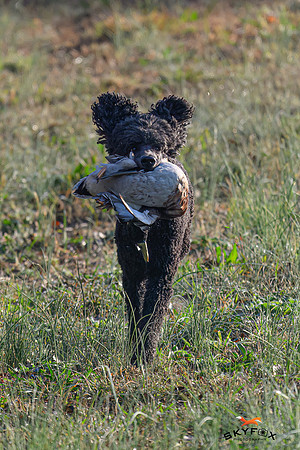 Poodle Event 2845-