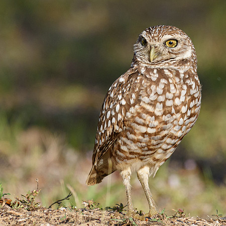 0672 Burrowing Owl-0672