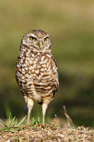 0683 Burrowing Owl-