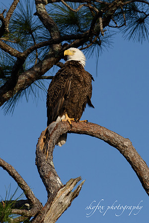 Bald Eagle Keeping Watch-0614