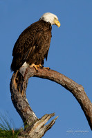 Bald Eagle-
