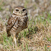 Burrowing Owl 2-0931