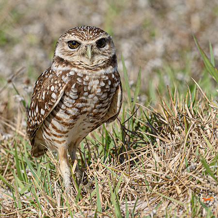 Burrowing Owl 2-0931