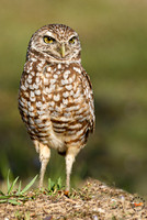 Burrowing Owl-