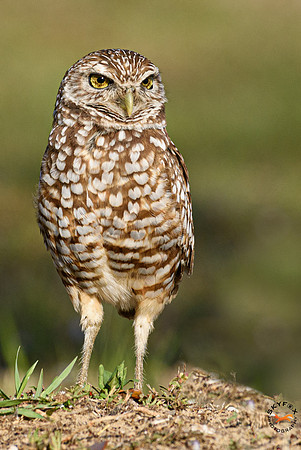 Burrowing Owl-