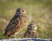 Burrowing Owl Pair-2