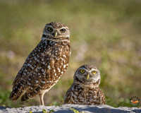Burrowing Owls 1-2