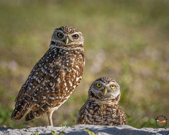 Burrowing Owls 1-2