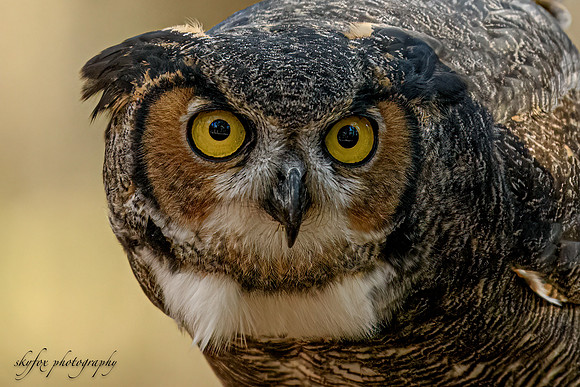 The Look-