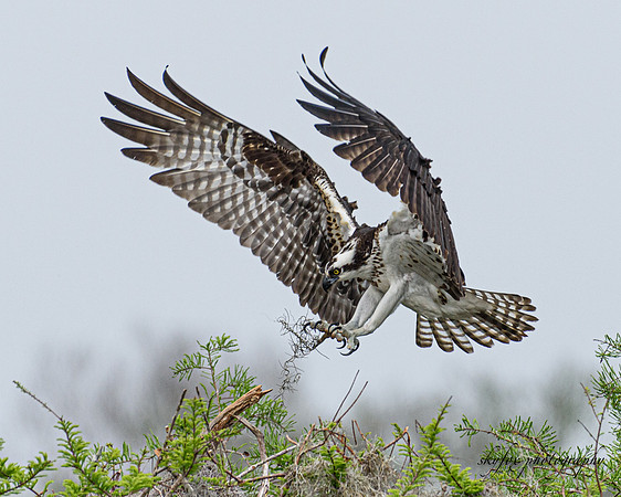 Wings Up-1592