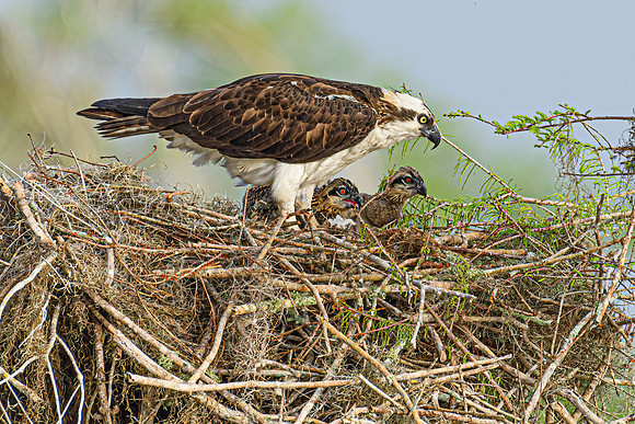 Osprey Family -
