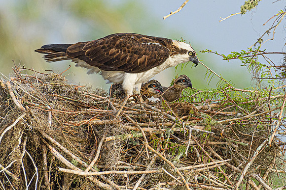 Osprey Family original-1464