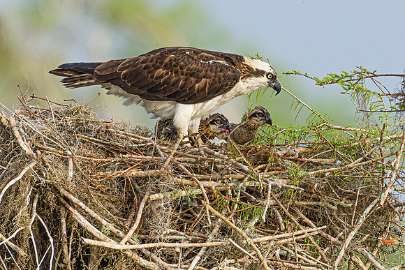 Osprey Family-