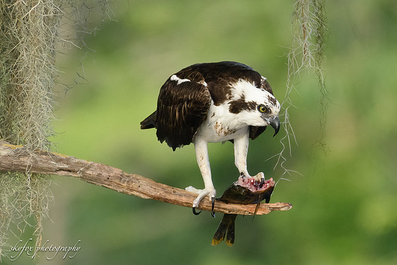 Osprey Fish lunch-2