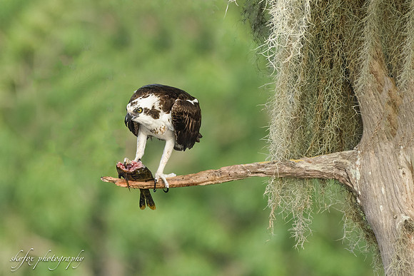 Osprey Fish-