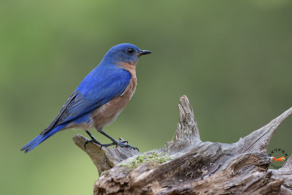Bluebird 0063-0063