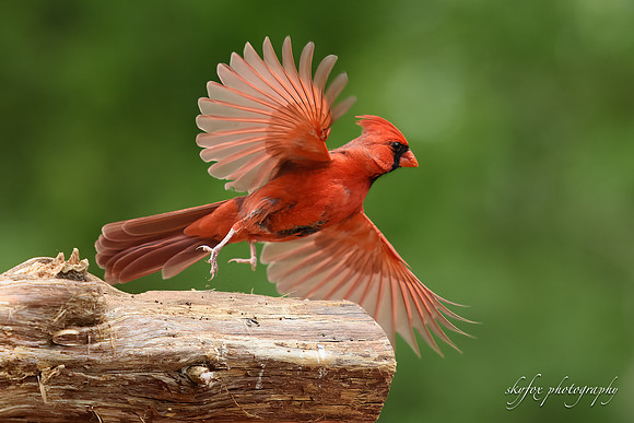 6342 Cardinal Flight-6342