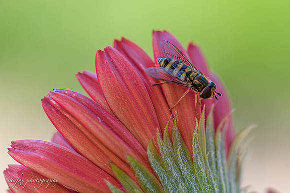 Hoverfly 9892-9892