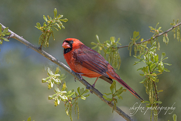 Cardinal 9613-
