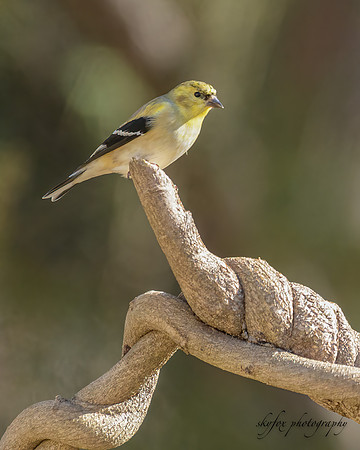 American Goldfinch 2-