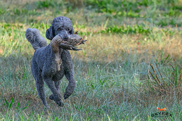 Poodle Event 2666-