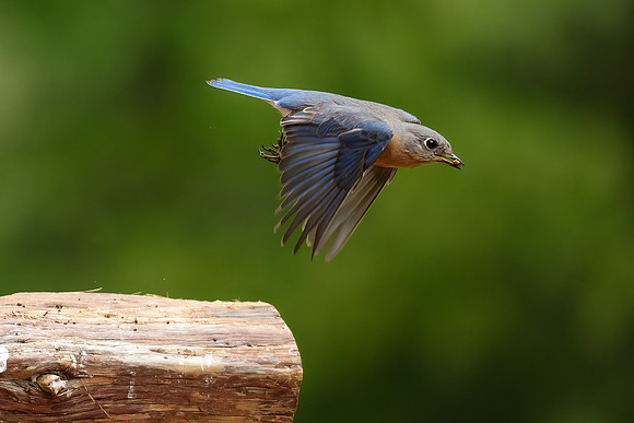 Bluebird flight 6605-