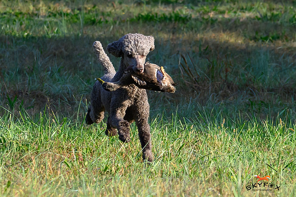 Poodle Event 2907-