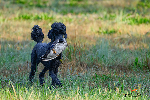 Poodle Event 2784-
