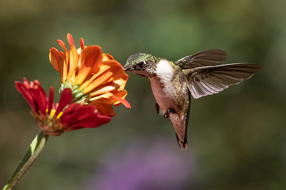hummer w orange flower-