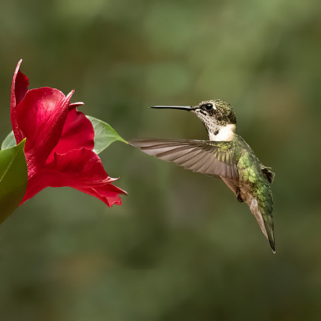 Hummingbird 1-