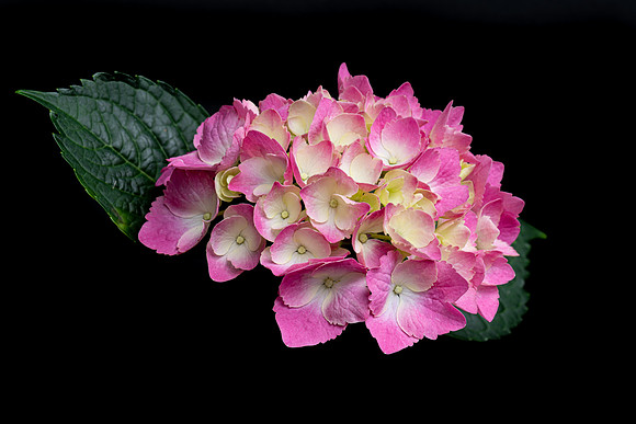 Hydrangea-6061