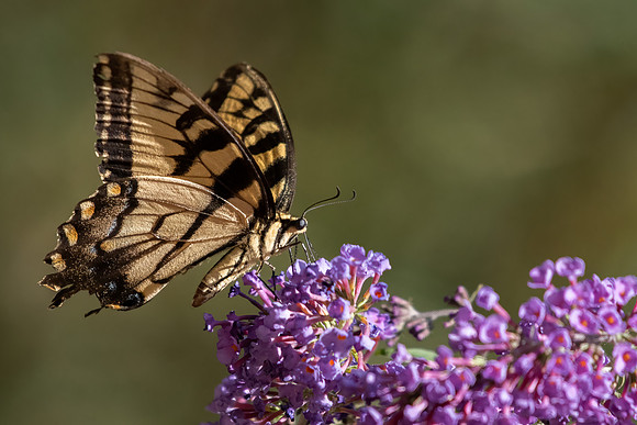 Pretty in Purple 2-