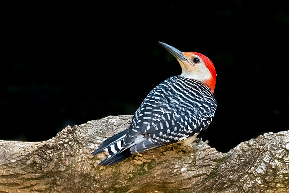 Red-bellied Woodpecker-