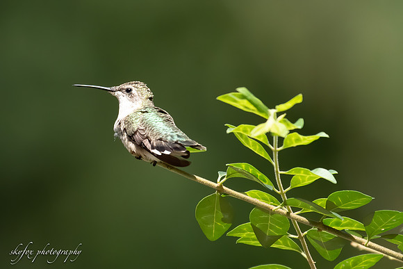 Hummingbird 0598-