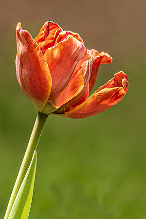 Orange Tulip-3252