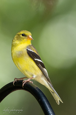 Pine Warbler-4753