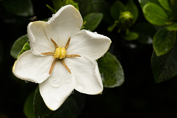 Rainy Gardenia-5035