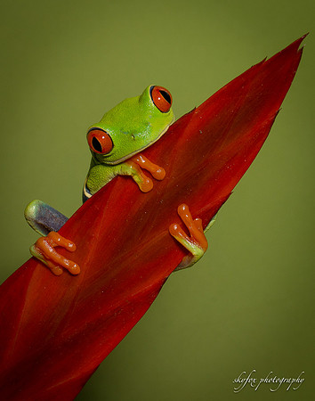 Painted Tree Frog 2-5377