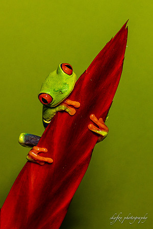 Painted Tree Frog-5376