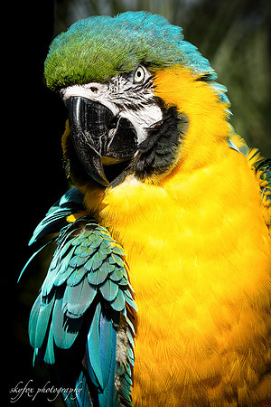 Parrot-6052
