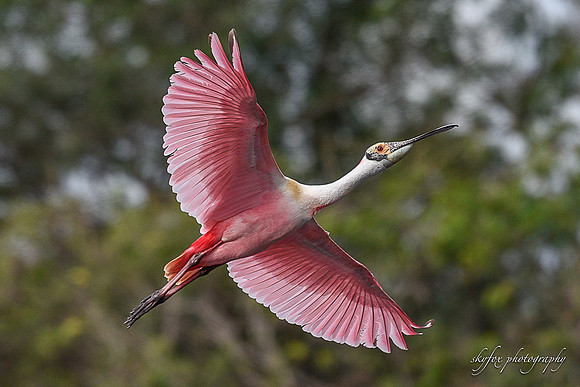 Roseate Spoonbill-4877
