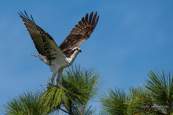 Osprey-2572