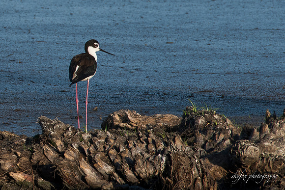 Stilt-5661