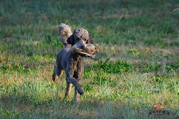 Poodle Event 2654-