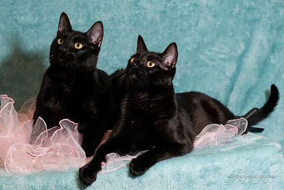 Halo Kittie 1+2 4-6-21-3345