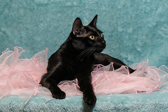 Halo Kittie 1B 4-6-21-3298