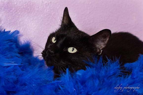 Halo Kittie 3 4-6-21-