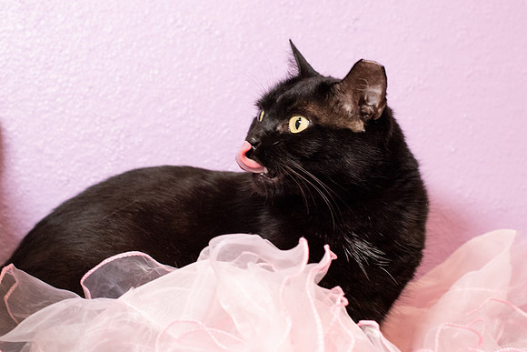 Halo Kittie 6 A-3458