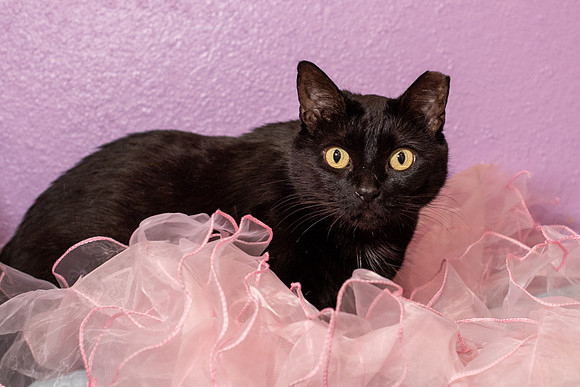 Halo Kittie 6-3444