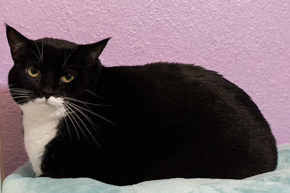 Halo Kittie 7-3487